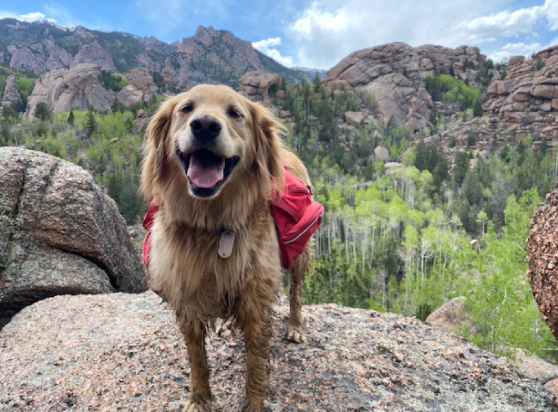 Day in the Life of a Remote Worker: Bricelyn Jones