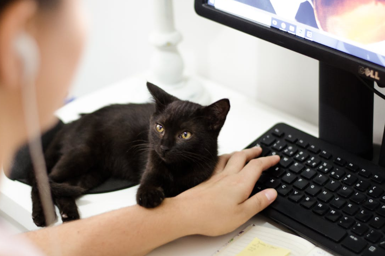 The Role of Pets in Remote Work: Are They The Best Coworkers?